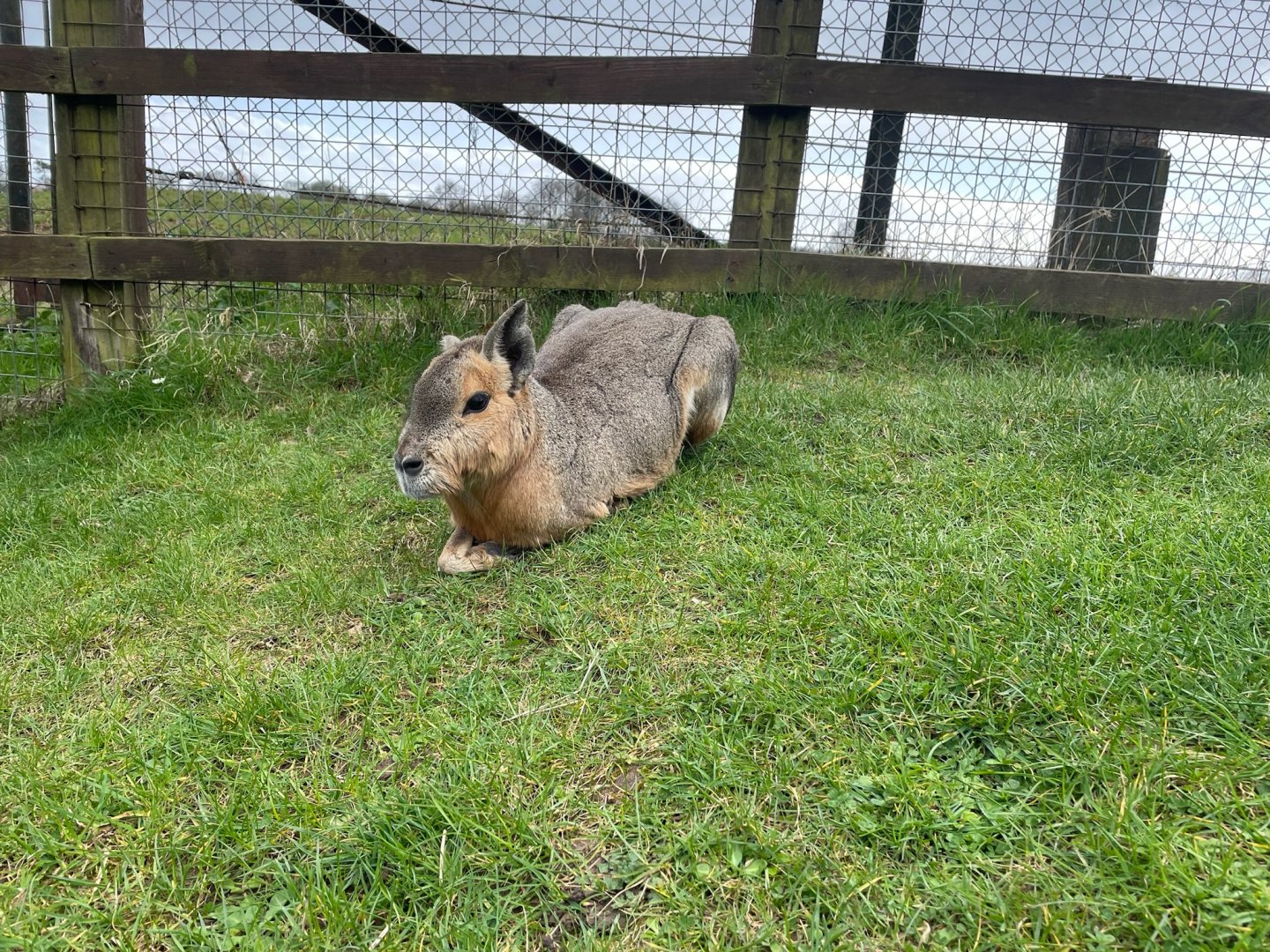Patagonian Mara, (Dolichotis patagonum)