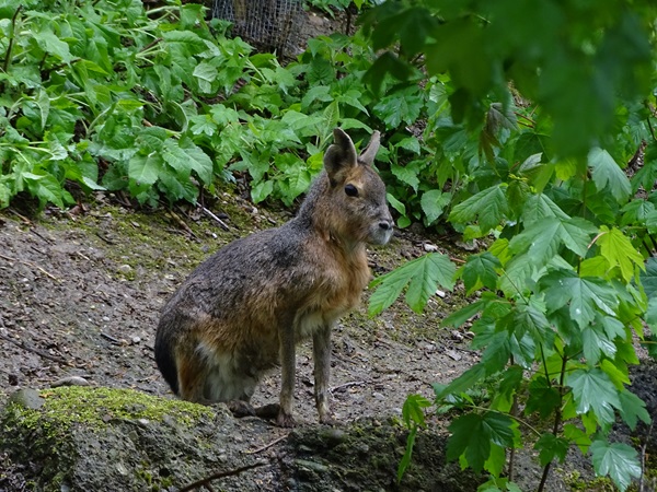 Patagonian mara (Dolichotis patagonum)