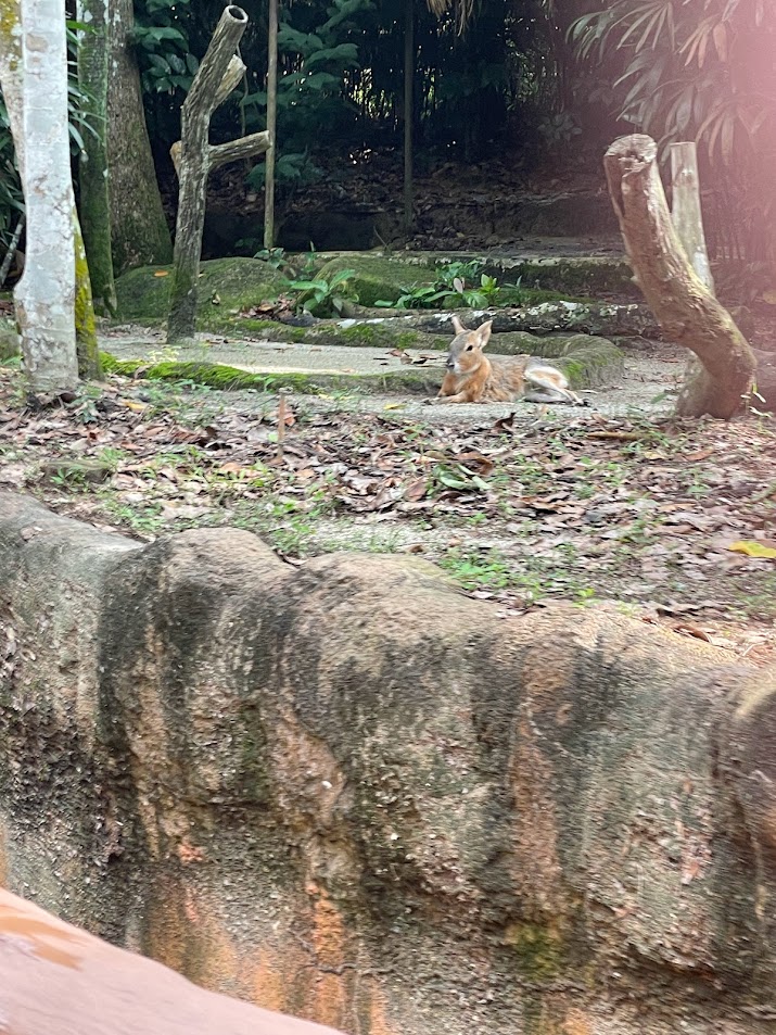 Patagonian Mara (Dolichotis patagonum)