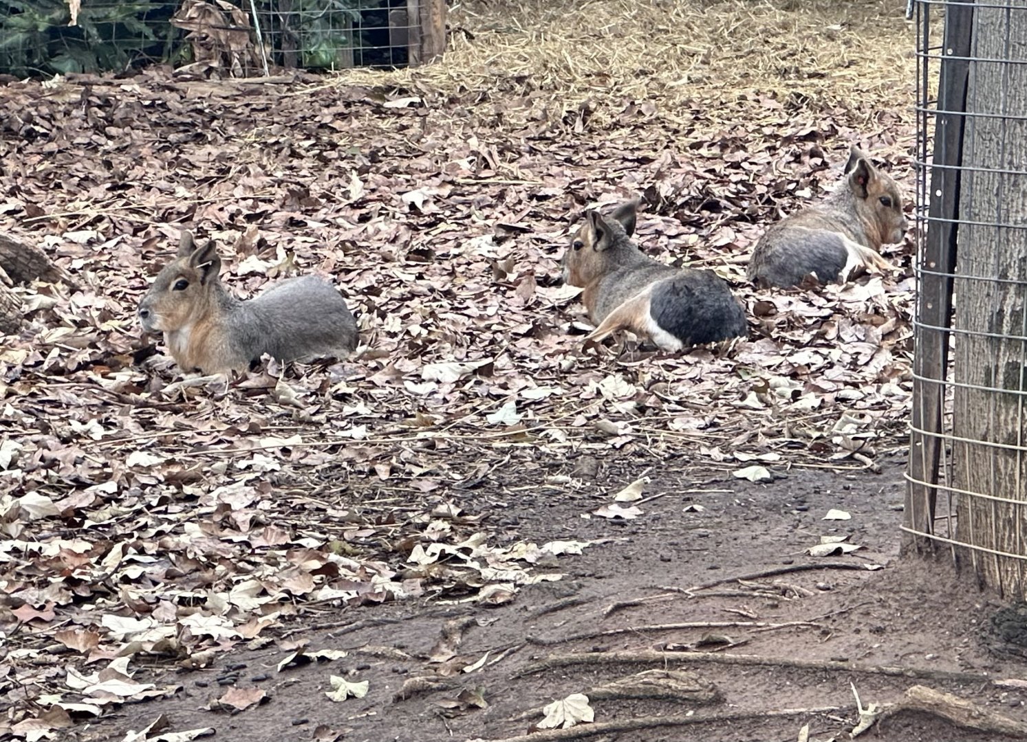 Patagonian mara (Dolichotis patagonum)