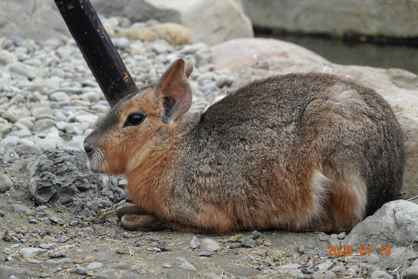 Patagonian Mara (Dolichotis patagonum)