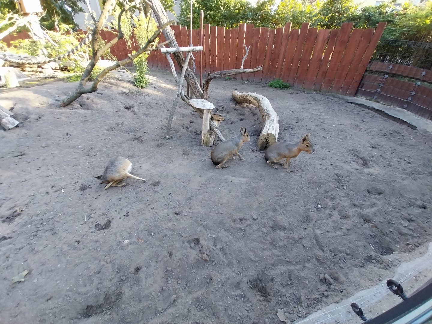 Patagonian Mara (Dolichotis patagonum)