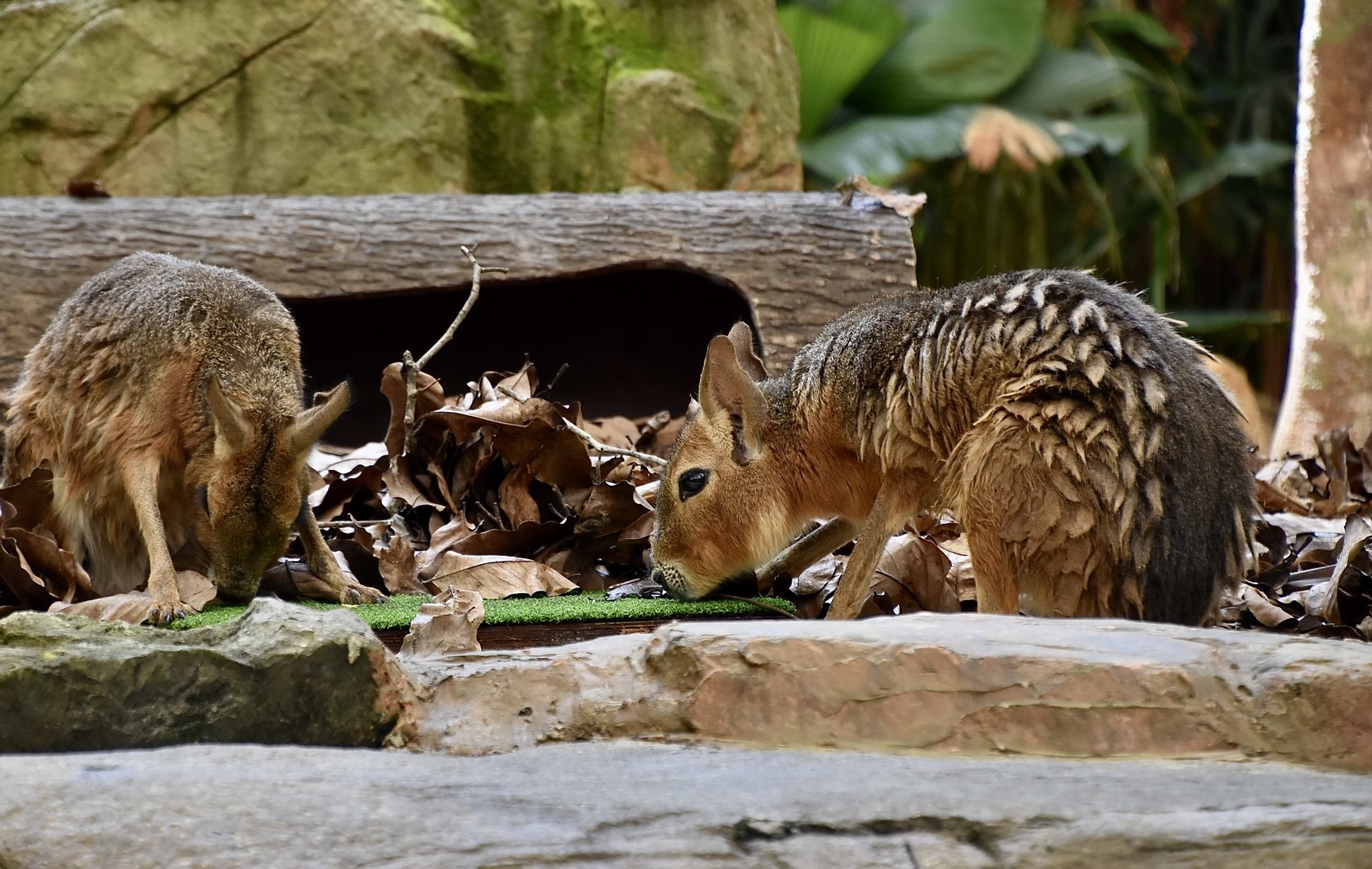 Patagonian Mara (Dolichotis patagonum)