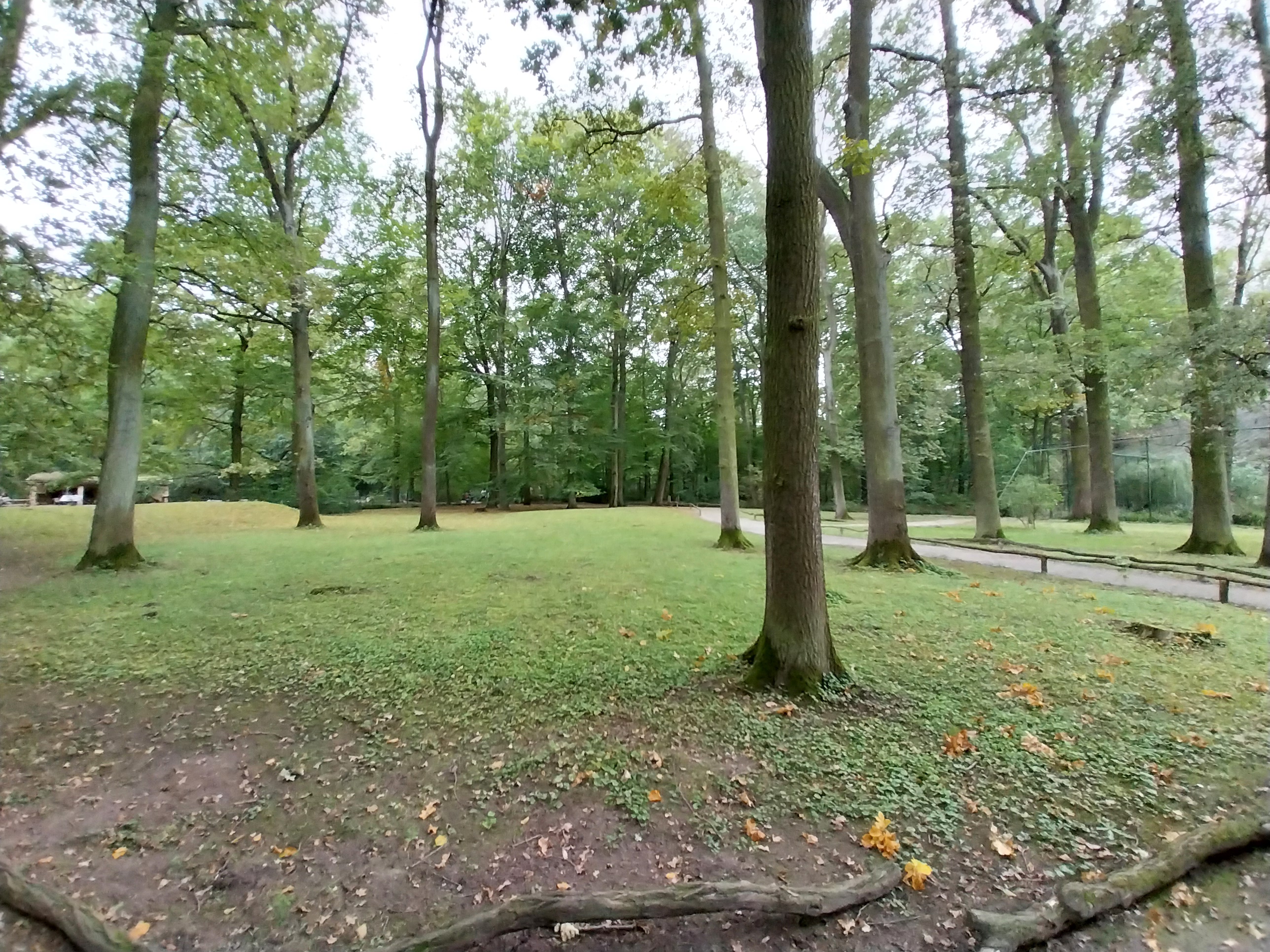 Patagonian Mara (Dolichotis patagonum)