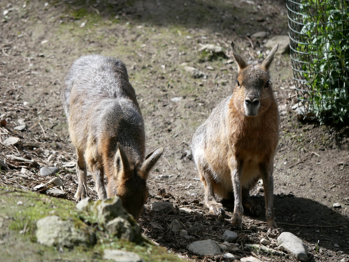 Patagonian mara (Dolichotis patagonum)
