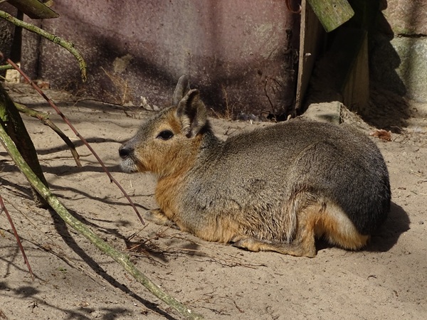 Patagonian mara (Dolichotis patagonum)