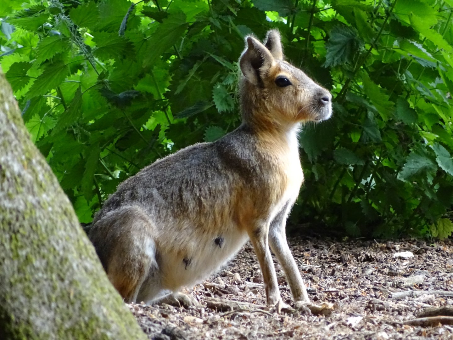 Patagonian mara (Dolichotis patagonum)