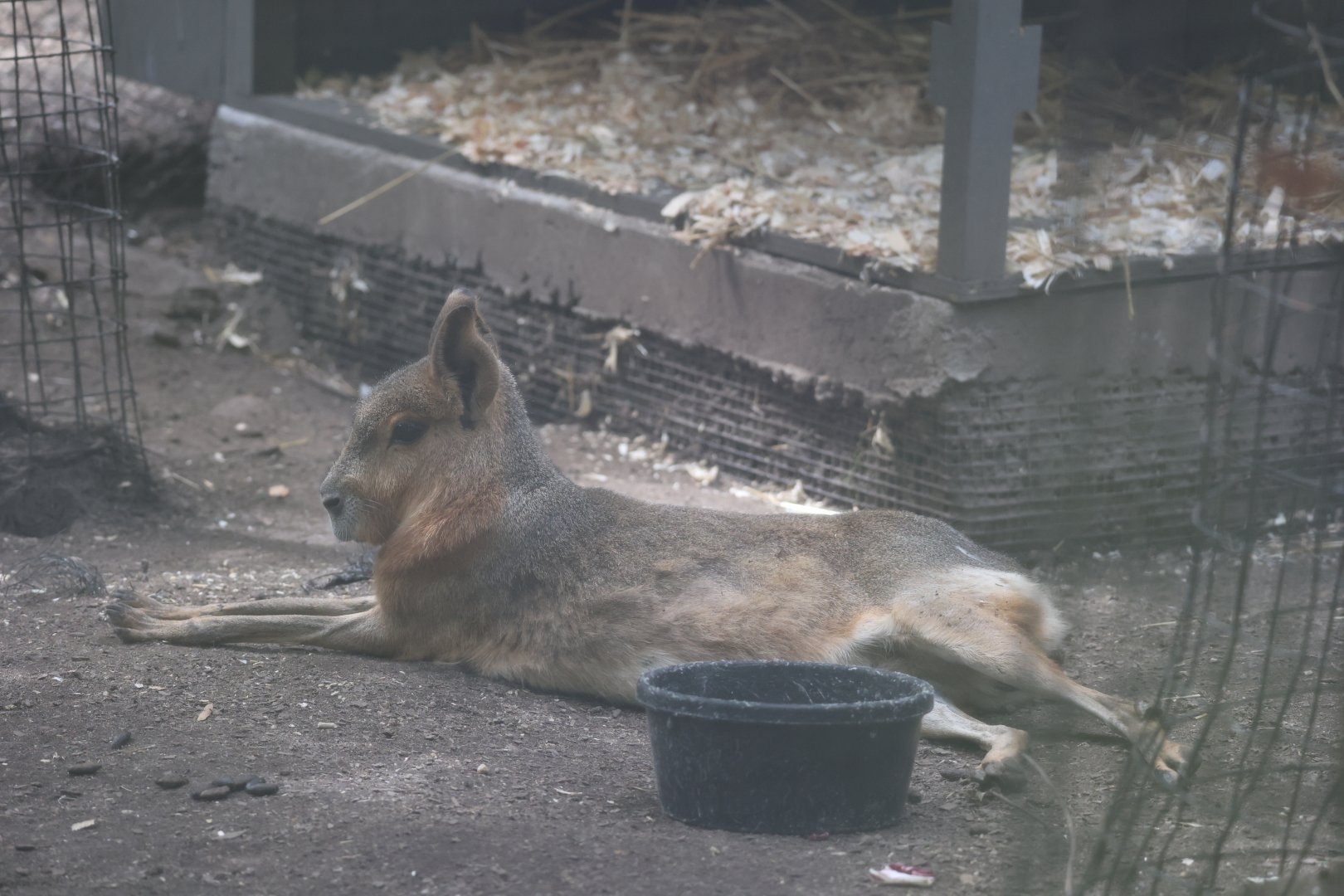 Patagonian mara (Dolichotis patagonum)