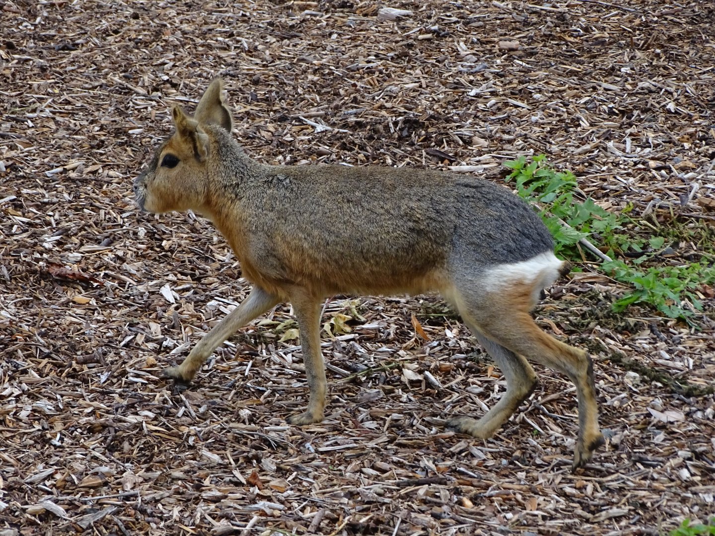 Patagonian mara (Dolichotis patagonum)