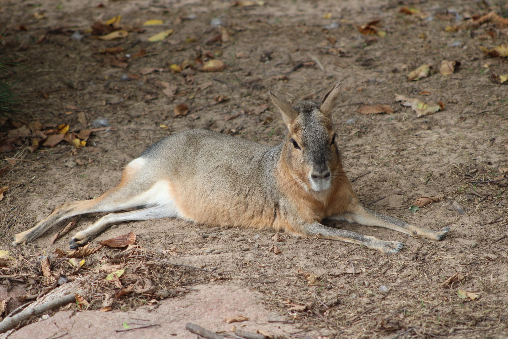 Patagonian Mara (Dolichotis patagonum)