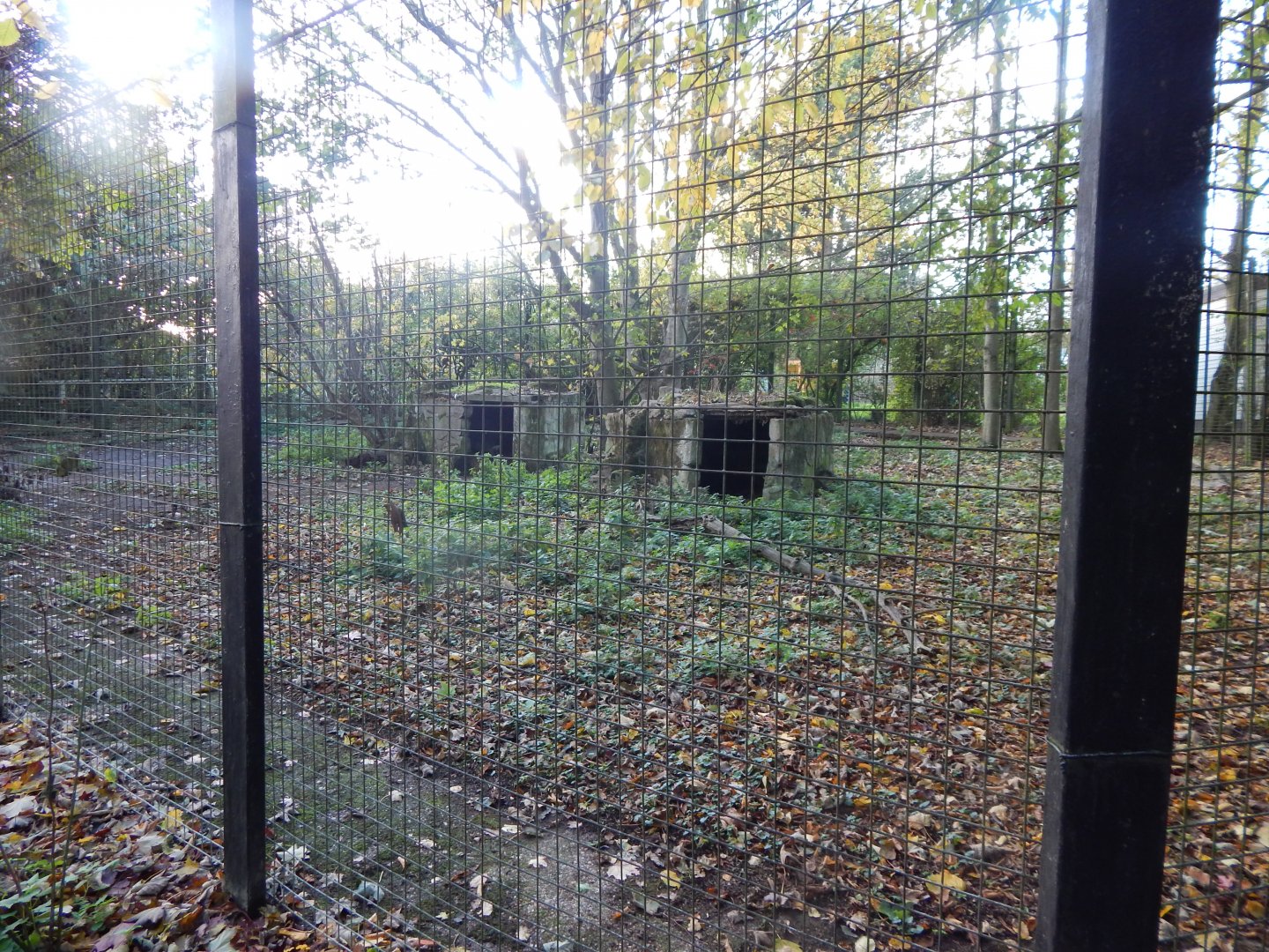 Patagonian mara enclosure 011125