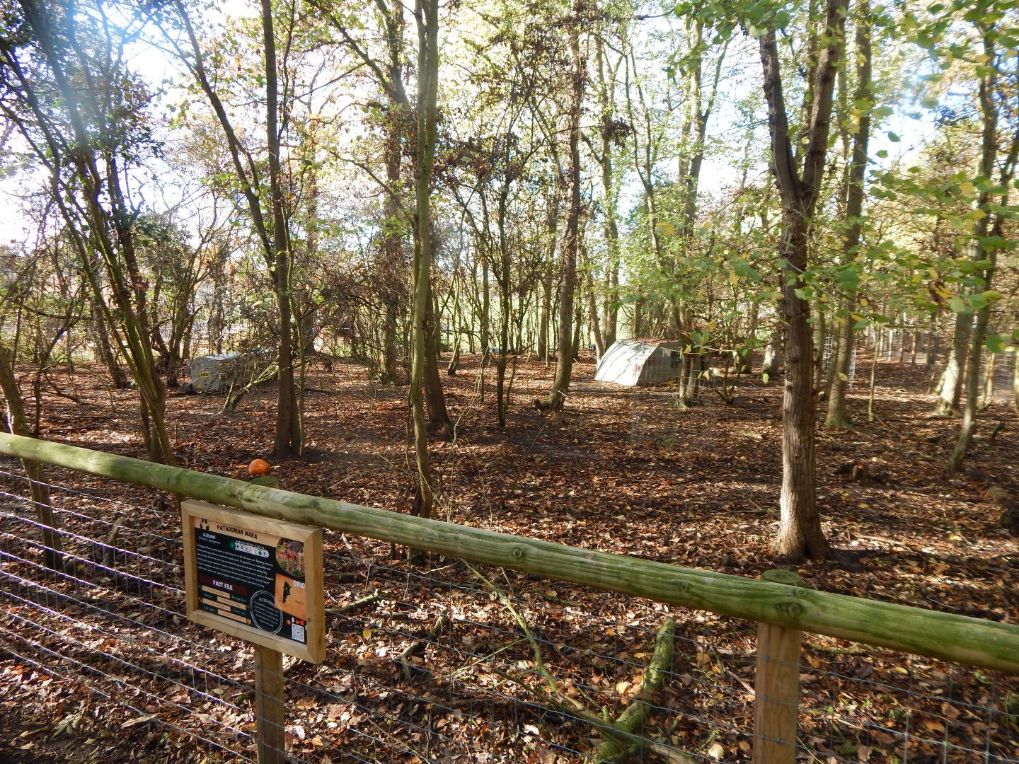 Patagonian mara enclosure 021125
