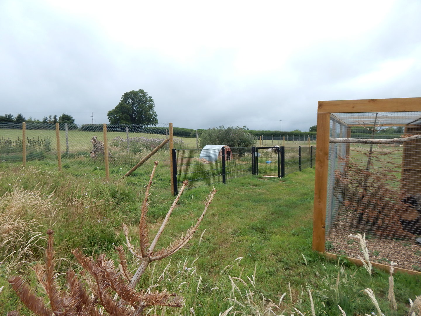 Patagonian mara enclosure 300623