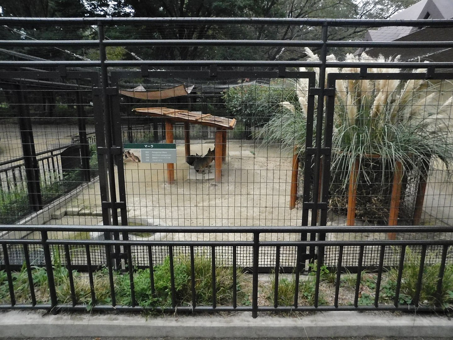 Patagonian Mara Enclosure October 4, 2025