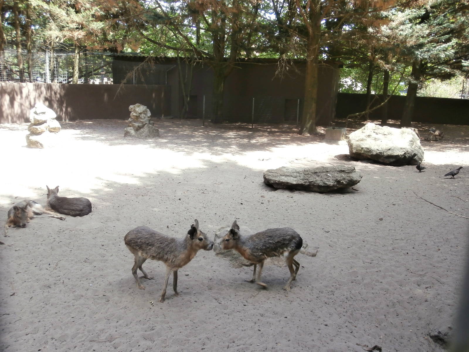 Patagonian mara enclosure