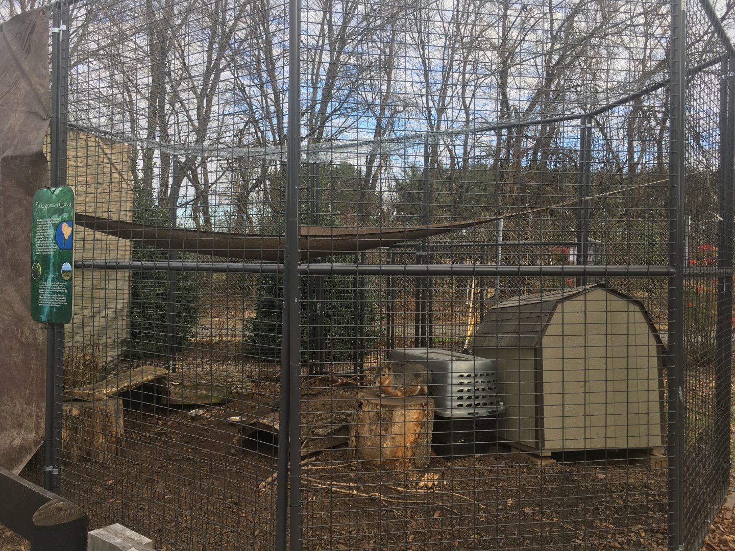 Patagonian Mara Enclosure
