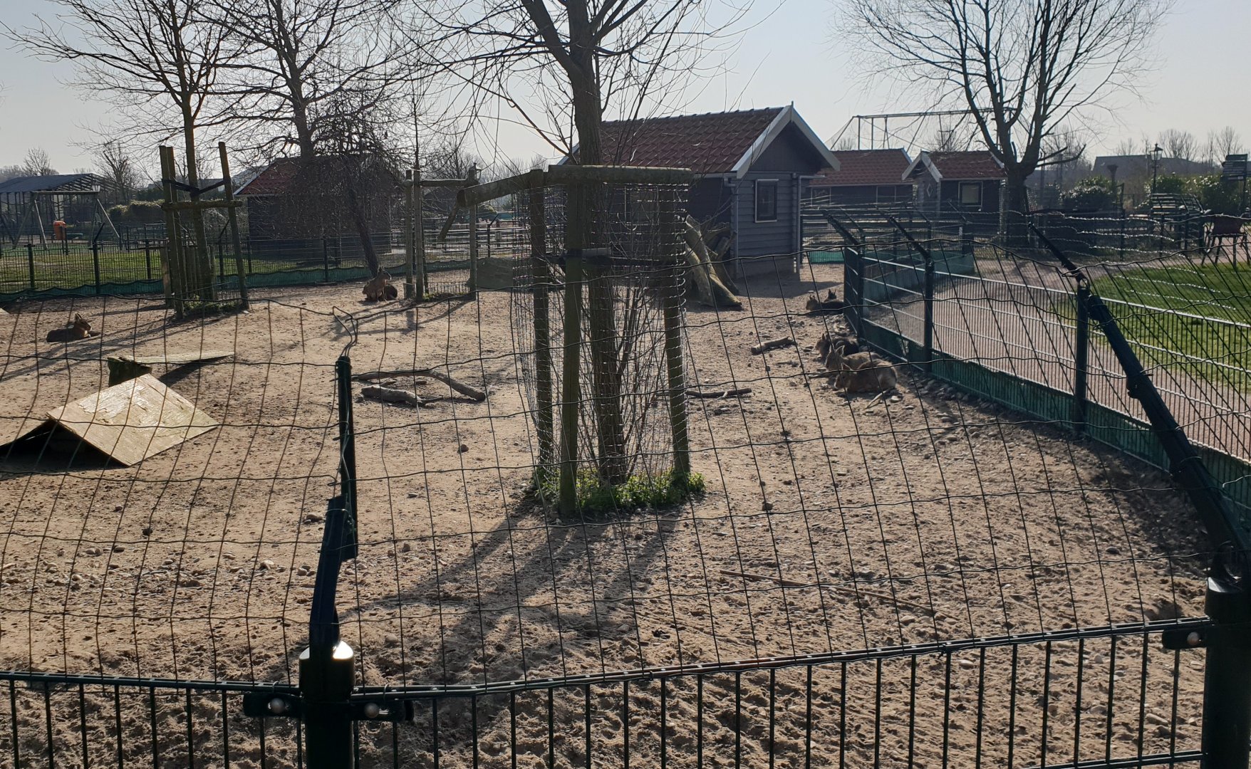 Patagonian mara enclosure