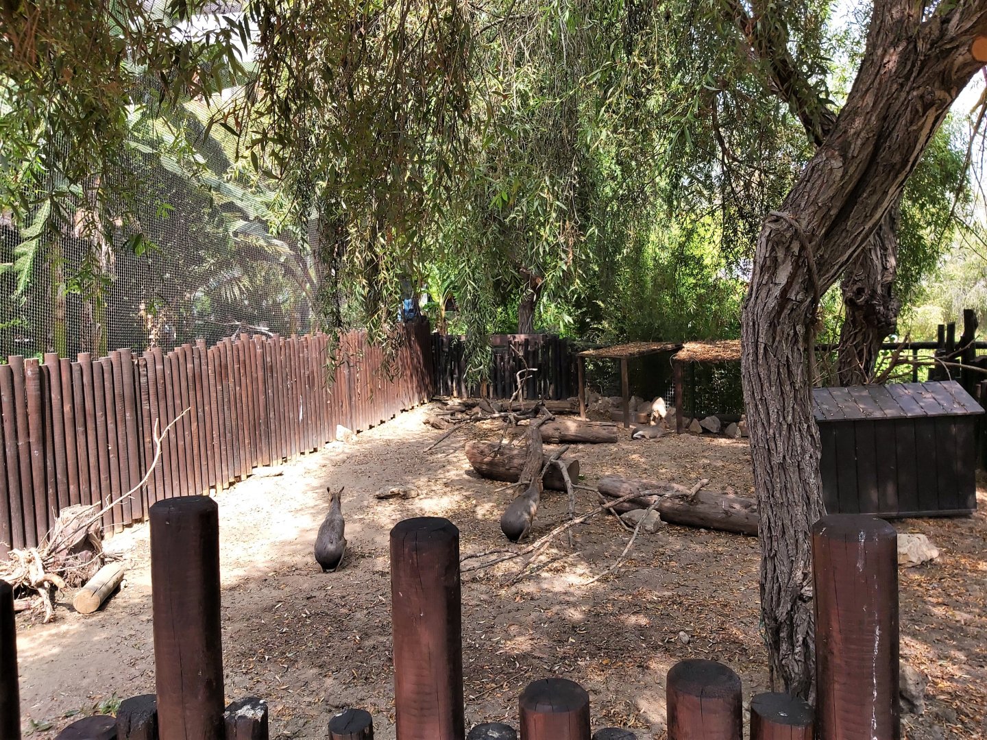 Patagonian mara enclosure