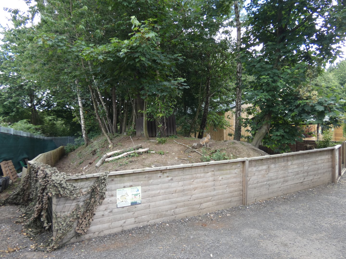 Patagonian mara enclosure