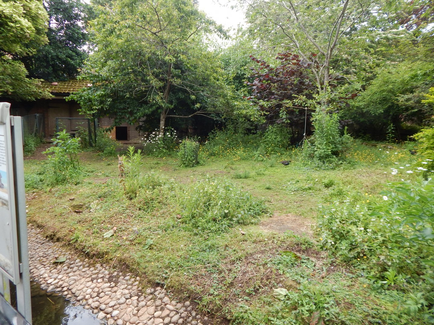 Patagonian mara exhibit 190622