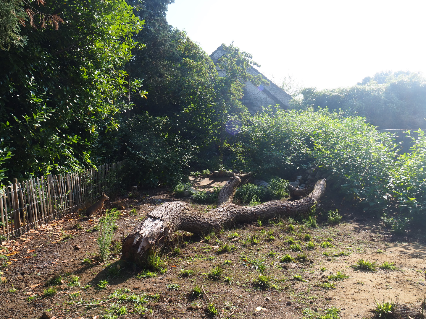Patagonian mara exhibit, 2019-06-01