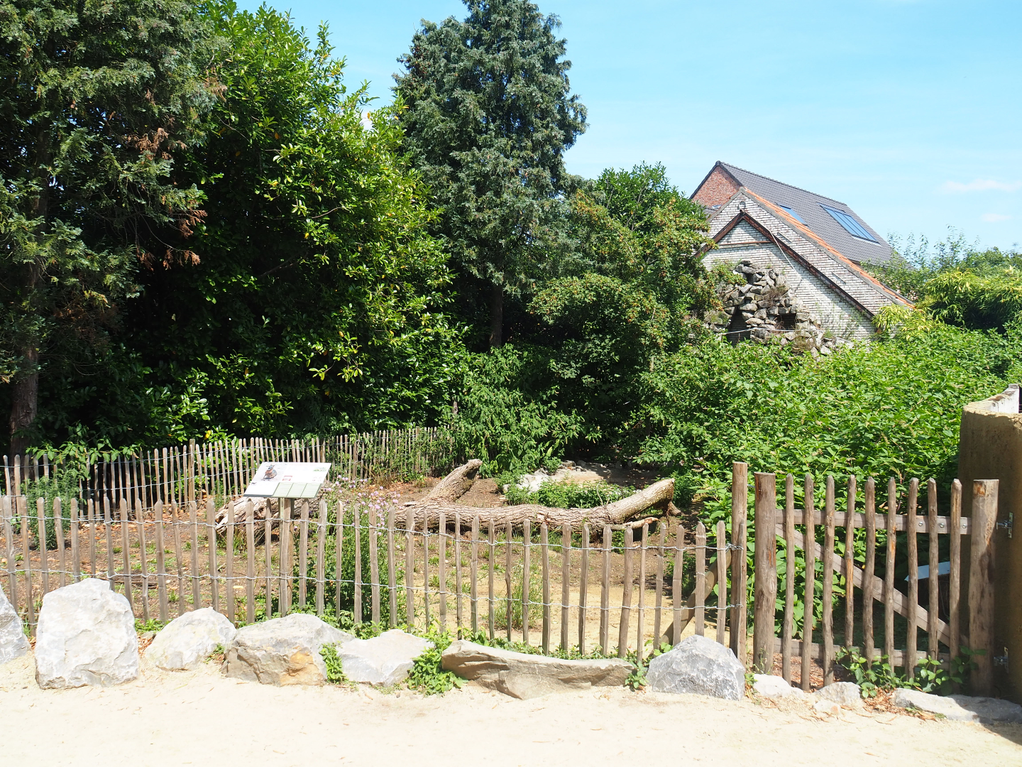 Patagonian mara exhibit, 2019-08-04