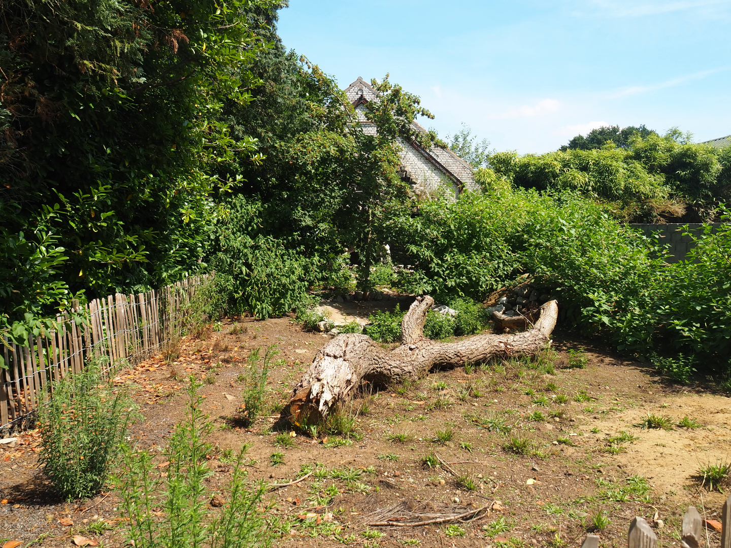 Patagonian mara exhibit, 2019-08-04
