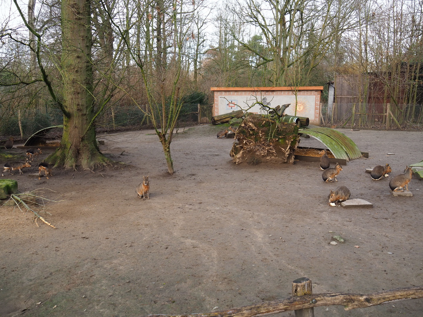 Patagonian mara exhibit, 2020-01-11