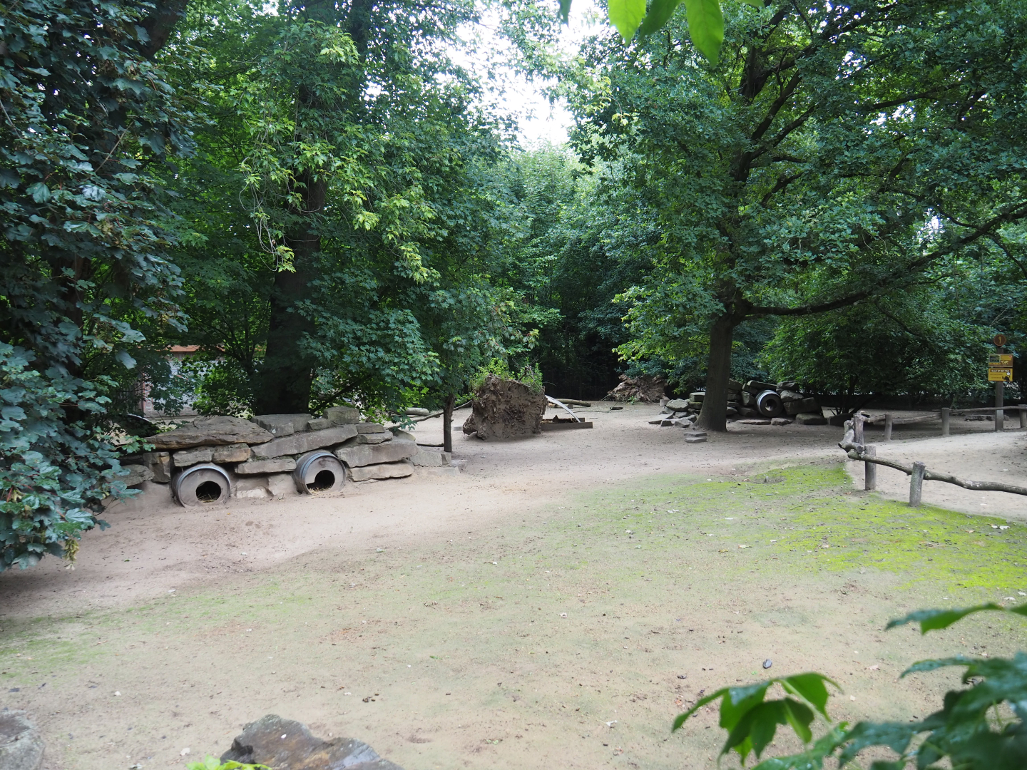 Patagonian mara exhibit, 2020-07-14