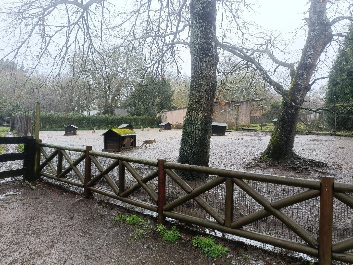 Patagonian mara exhibit -Marcelle Naturaleza