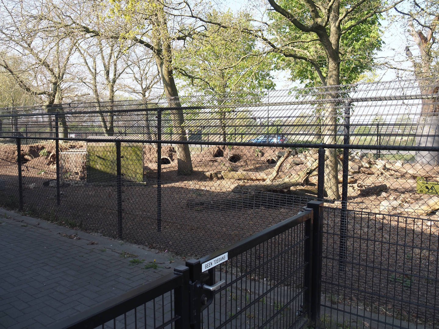 Patagonian mara exhibit next to the parking lot, 2025-04-12