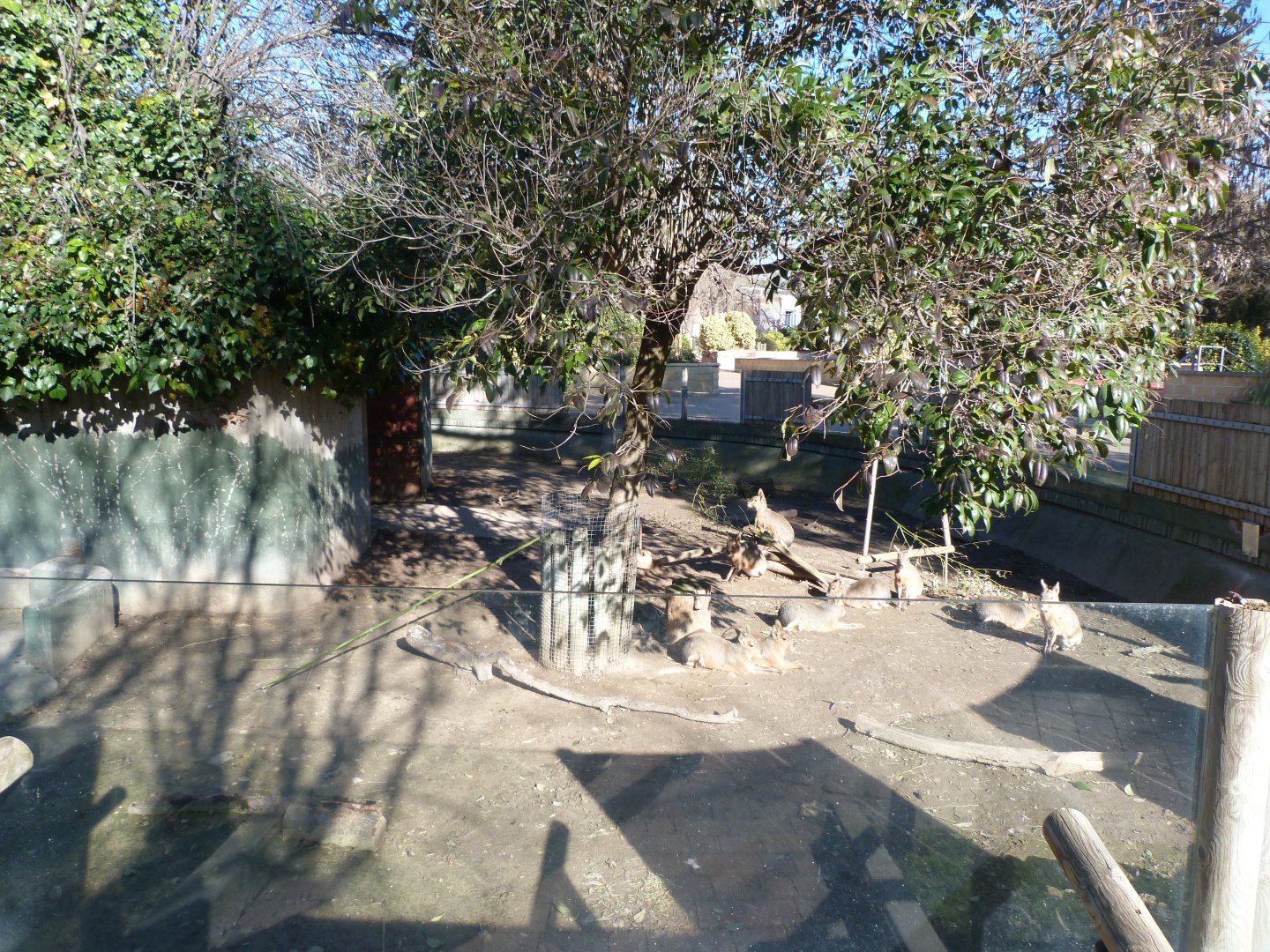 Patagonian mara exhibit -Zoo Aquarium de Madrid (2025)