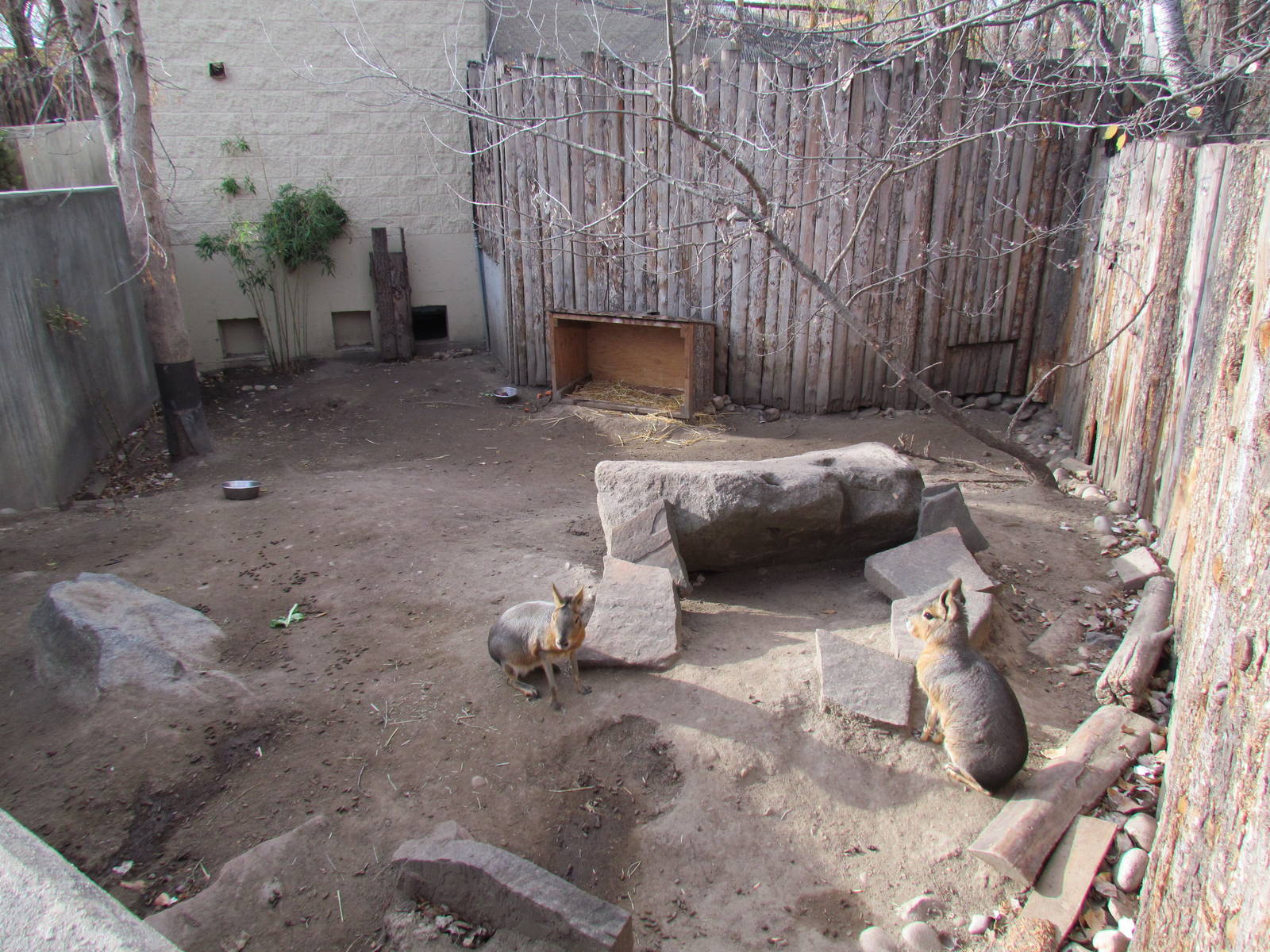 Patagonian Mara Exhibit