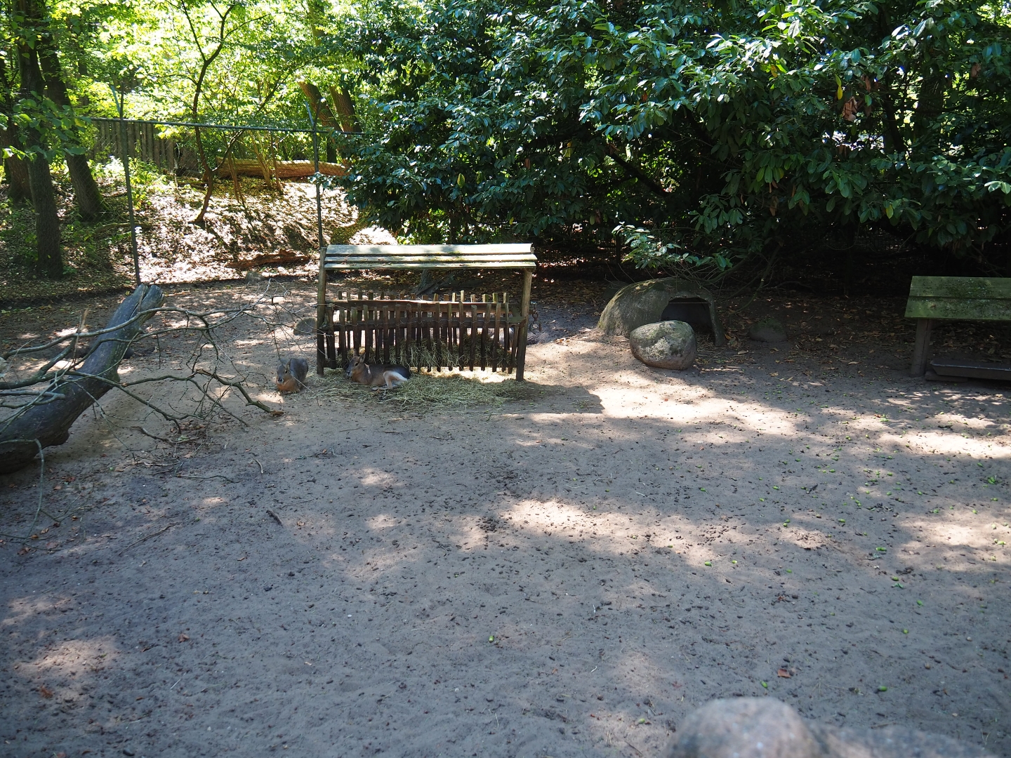 Patagonian mara exhibit