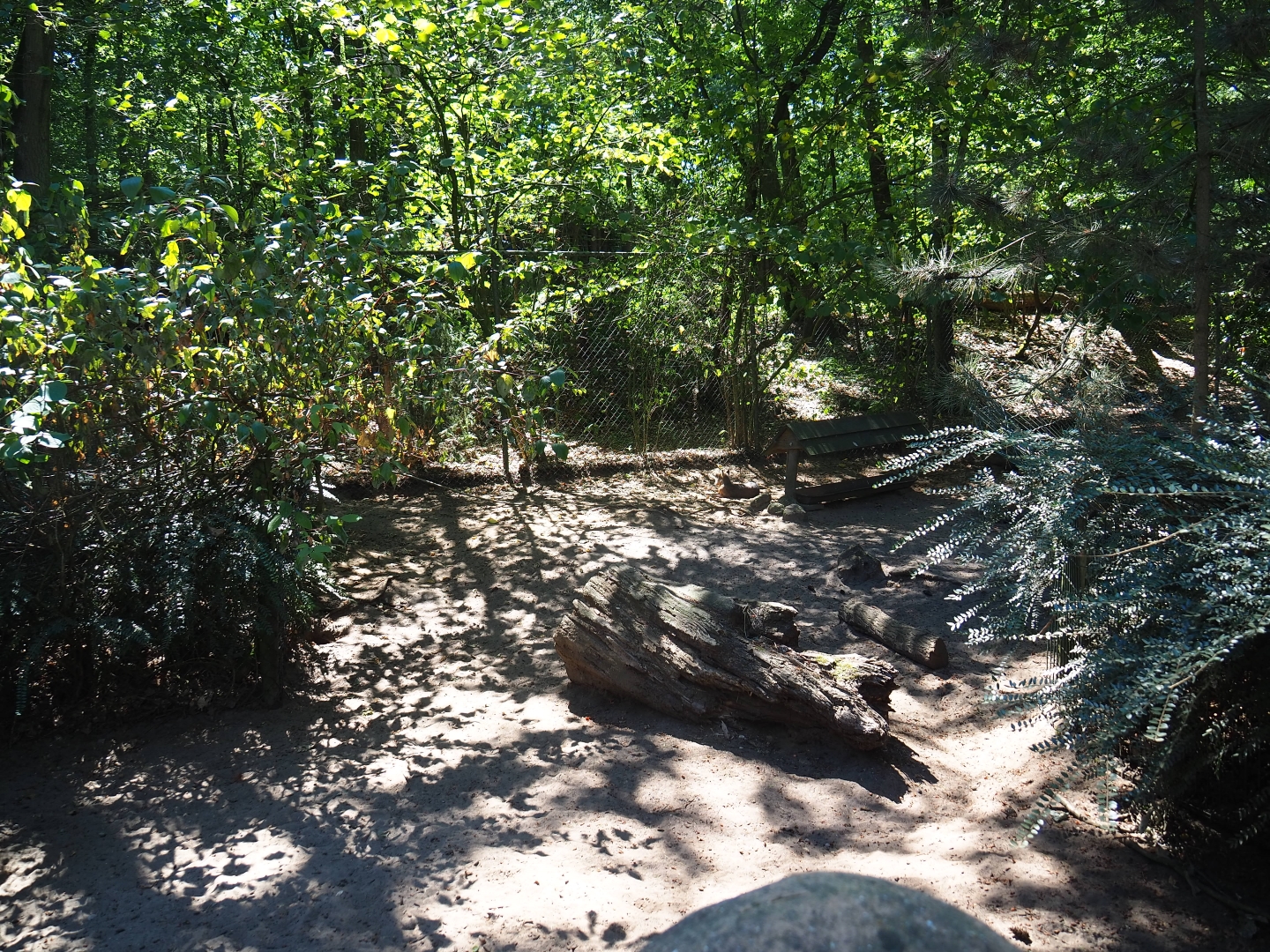 Patagonian mara exhibit