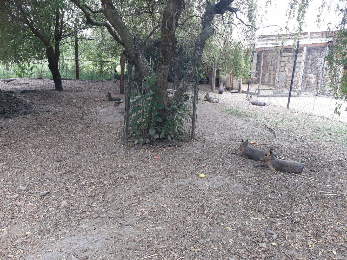 Patagonian mara exhibit