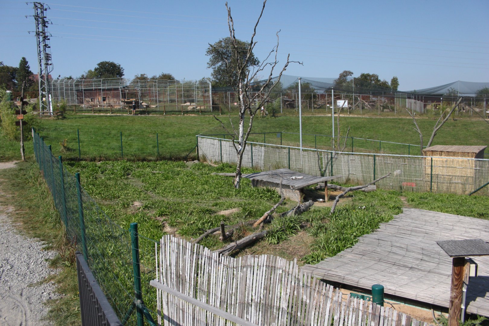 Patagonian mara exhibit