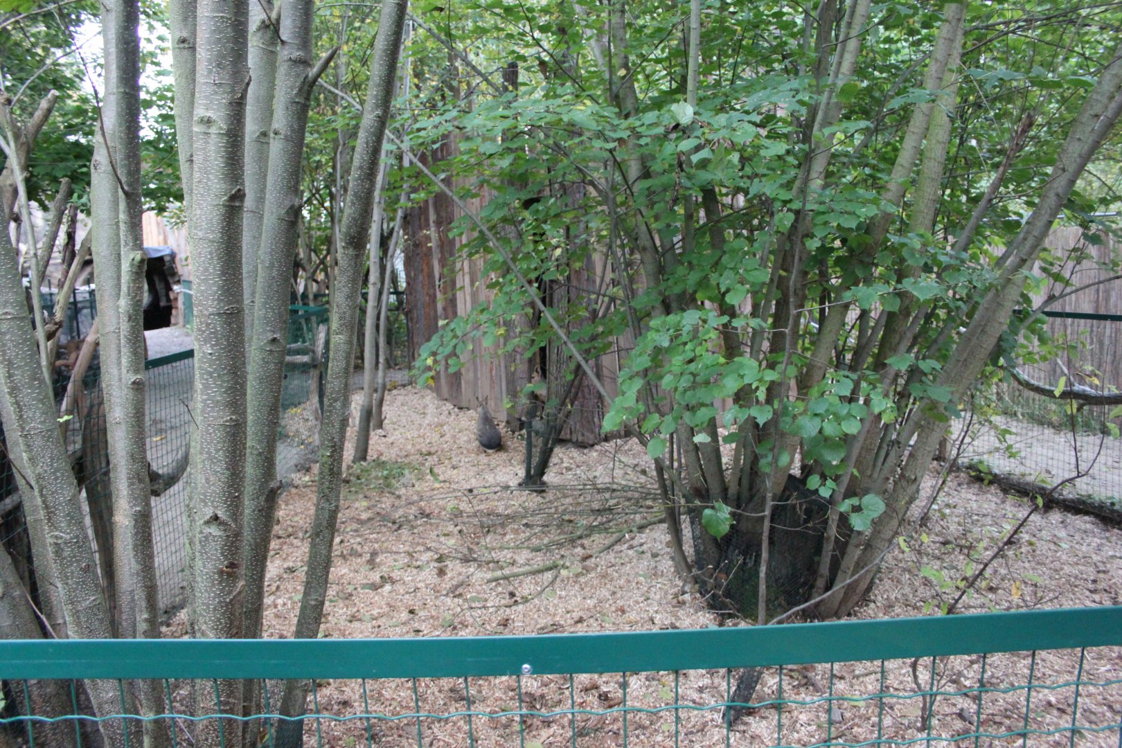 Patagonian mara exhibit