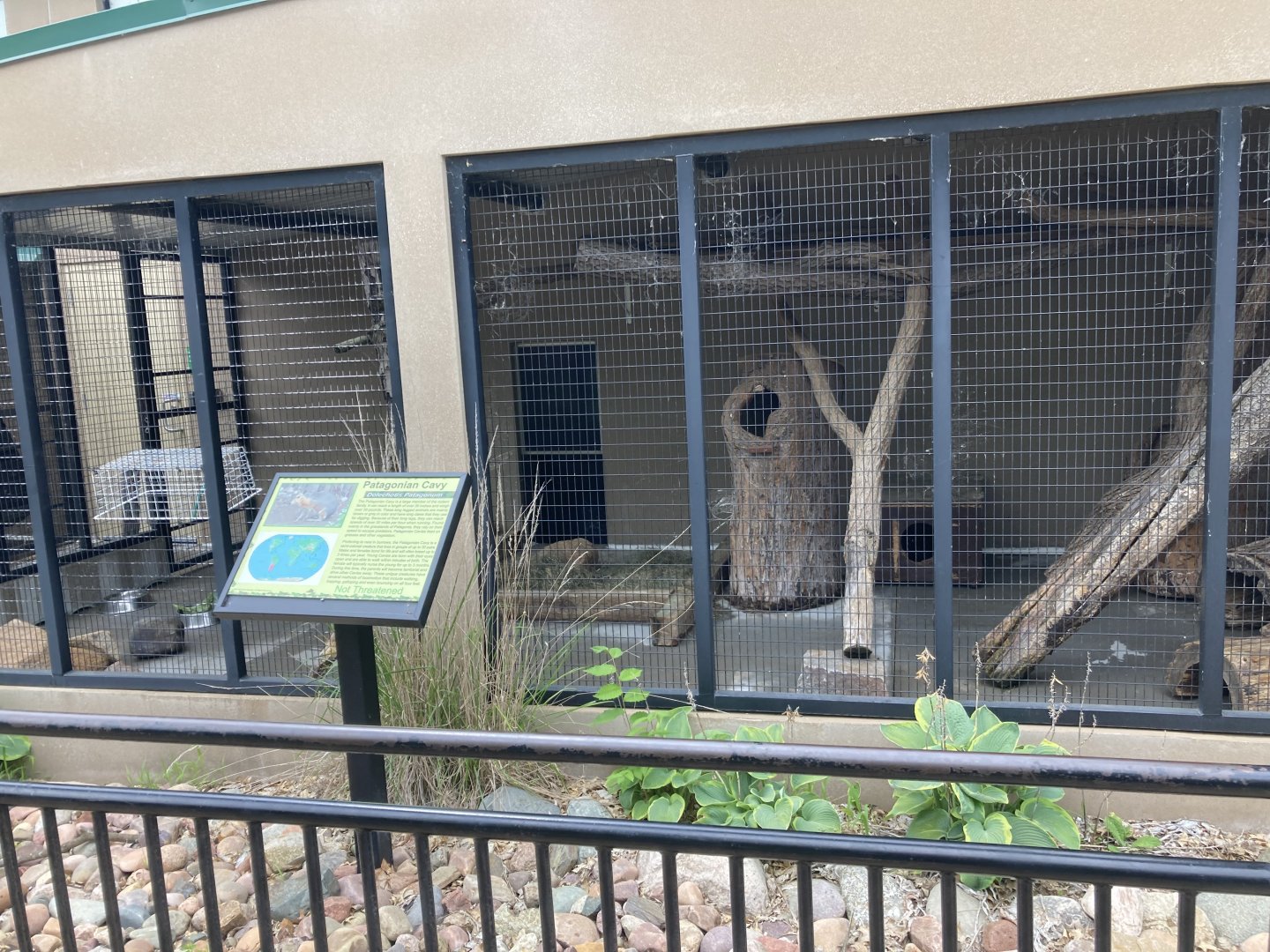 Patagonian Mara Exhibit