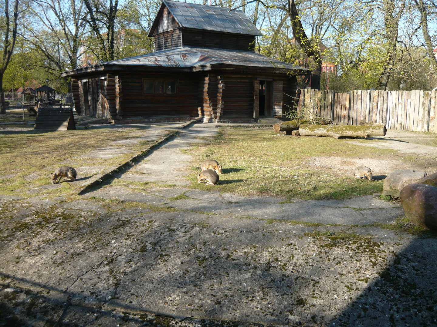 Patagonian mara exhibit