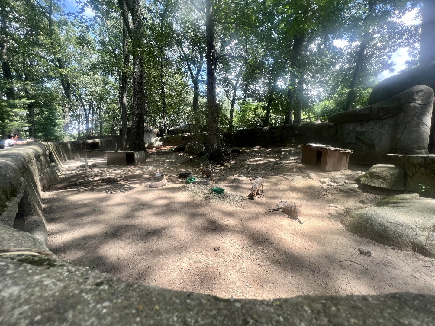 Patagonian Mara Exhibit