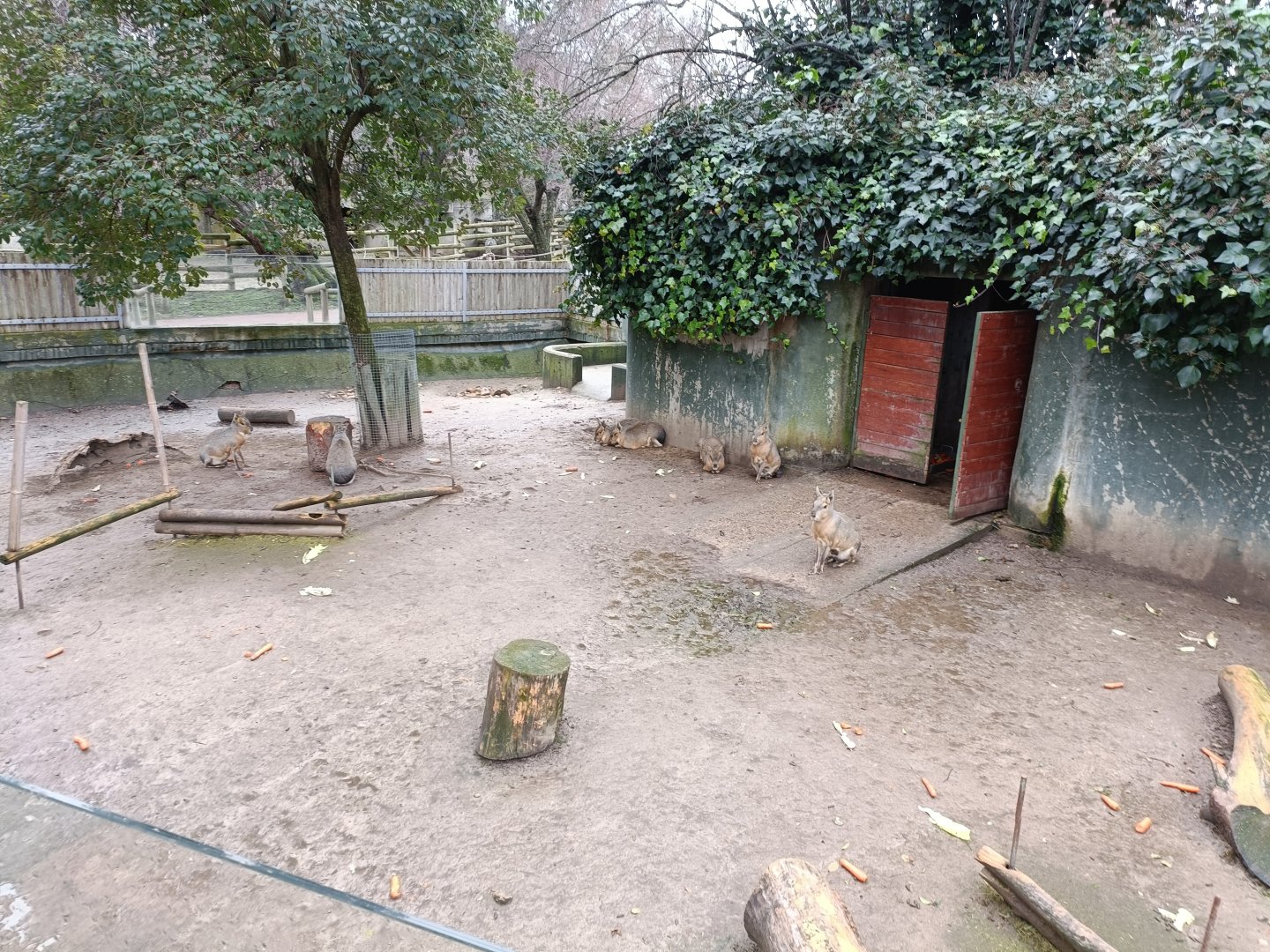 Patagonian mara exhibit