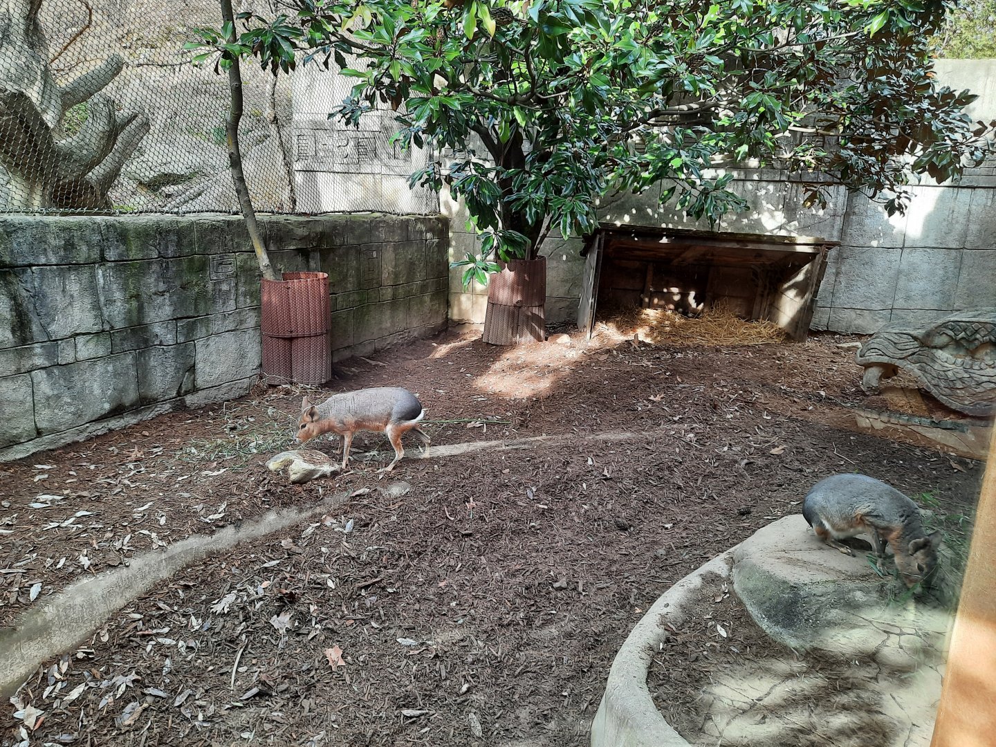 Patagonian Mara Exhibit