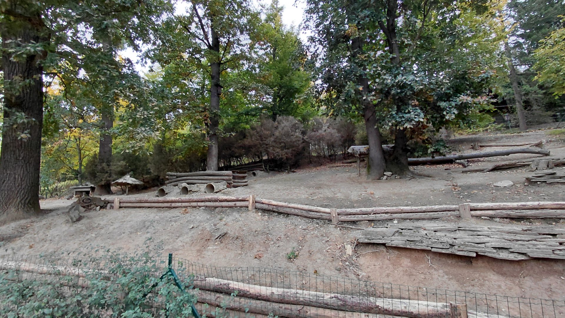 Patagonian mara exhibit
