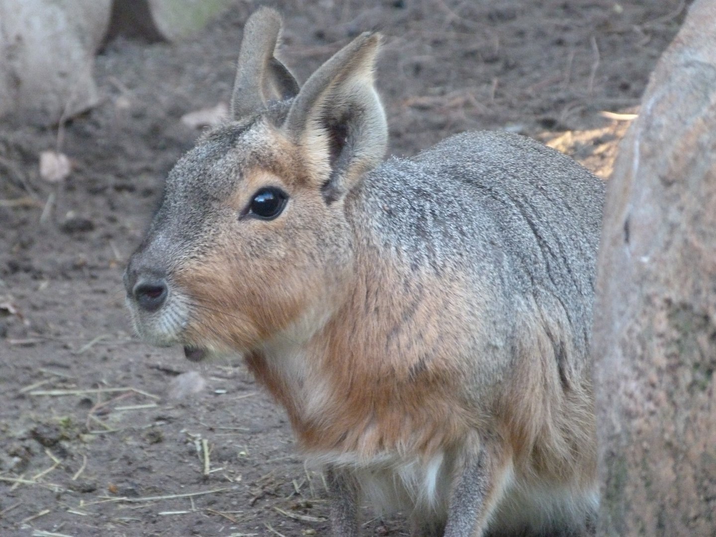 Patagonian mara -Faunia (2025)