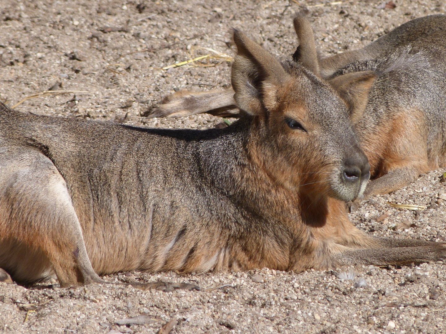 Patagonian mara -Faunia (2025)