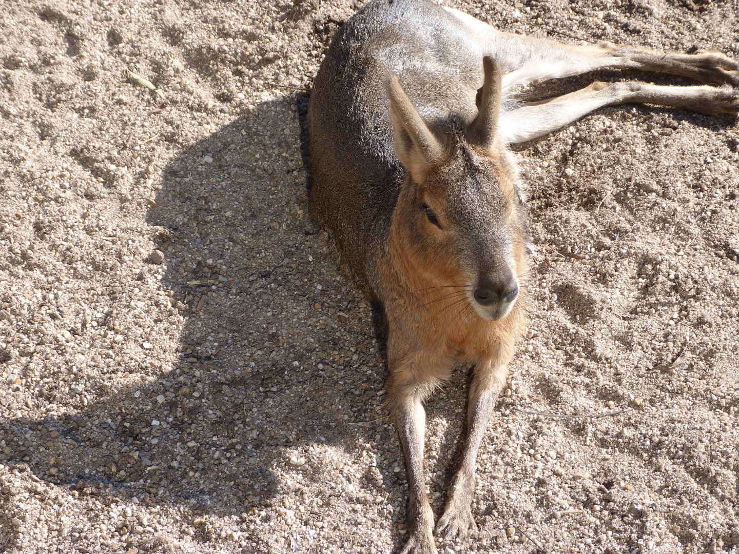Patagonian mara -Faunia (2025)