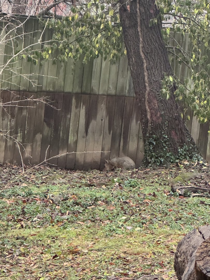 Patagonian mara(finally out for once!)