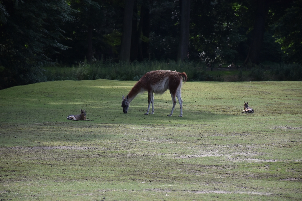 Patagonian mara & Guanaco