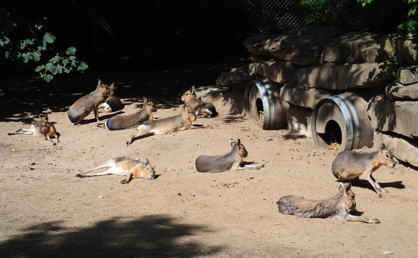 Patagonian mara herd (Dolichotis patagonum), 2020-06-12